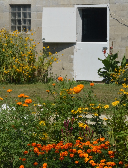 along Highway 46, Rice County with flowers